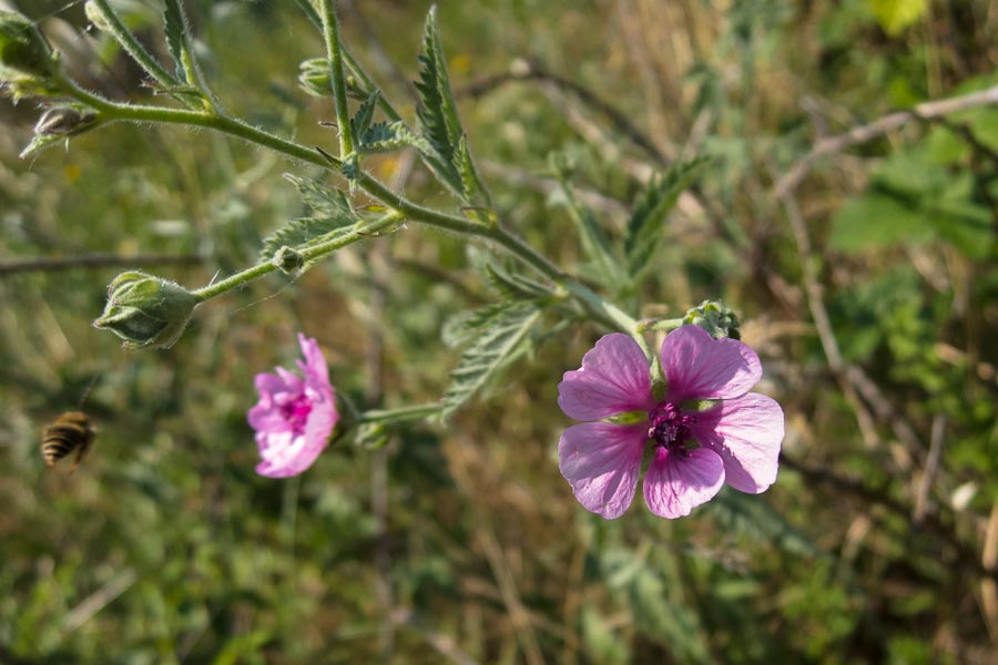 Althaea cannabina / Altea canapina